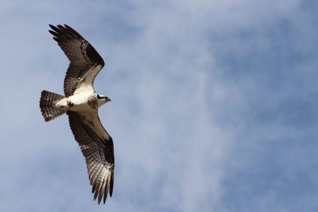 Flora & Fauna Friday: Sea birds GOATS and catkins, oh&nbsp;my