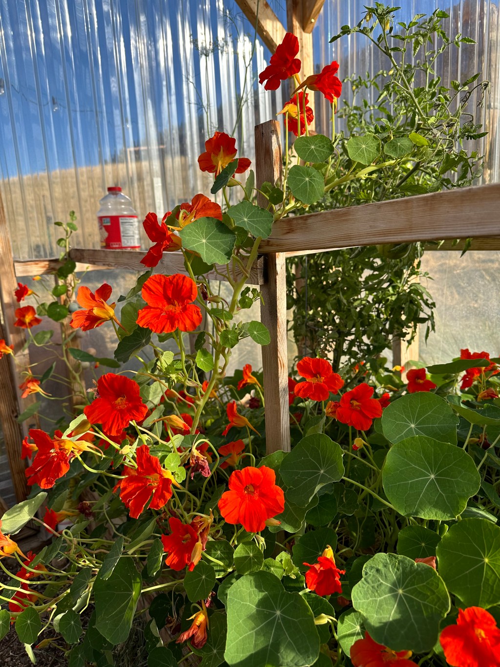 Seedy Sunday: Montana greenhouse gardening begins